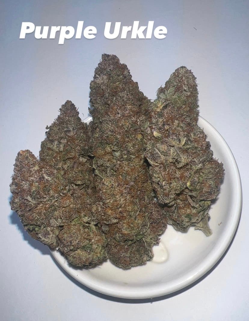 Purple Urkle