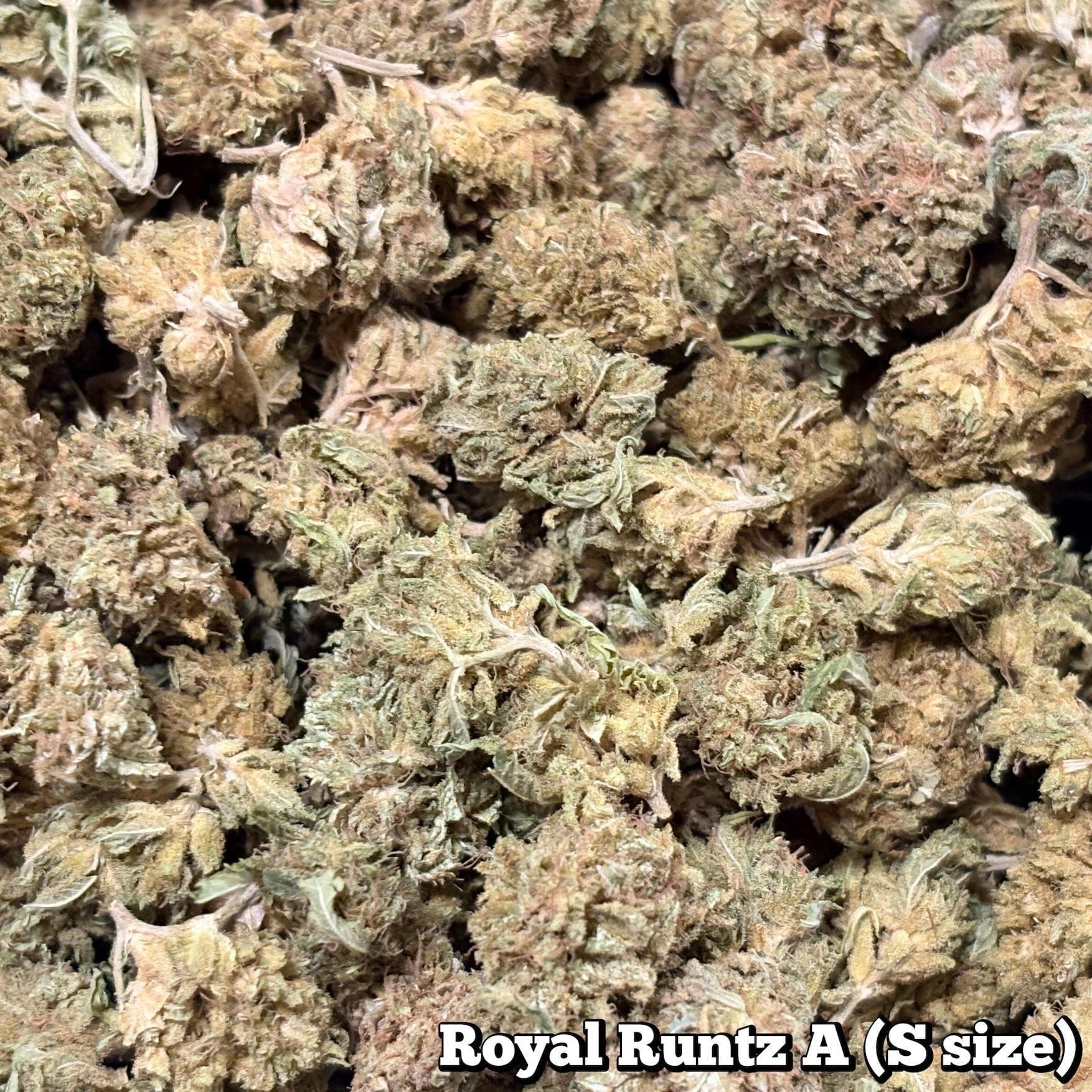 🥦Royal Runtz A（Sサイズ）