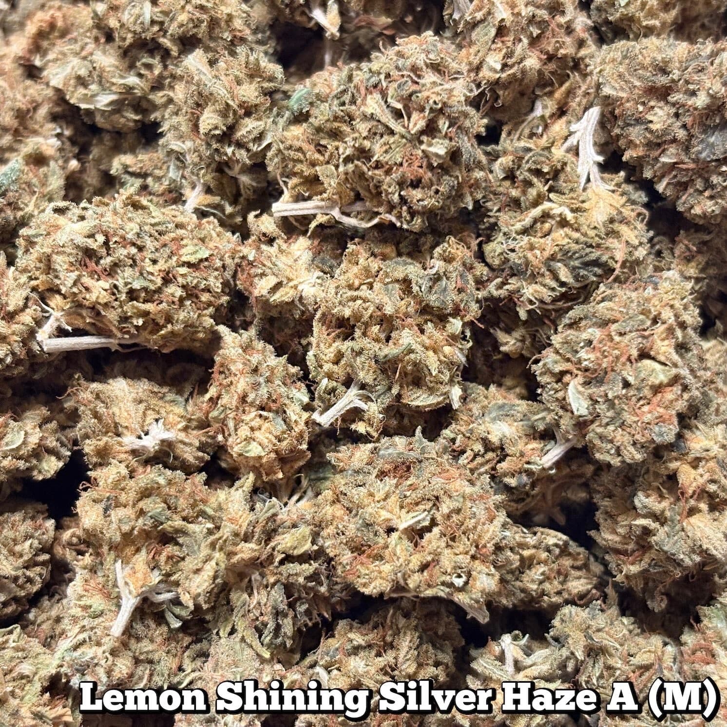 🥦Lemon Shining Silver Haze A（Mサイズ）