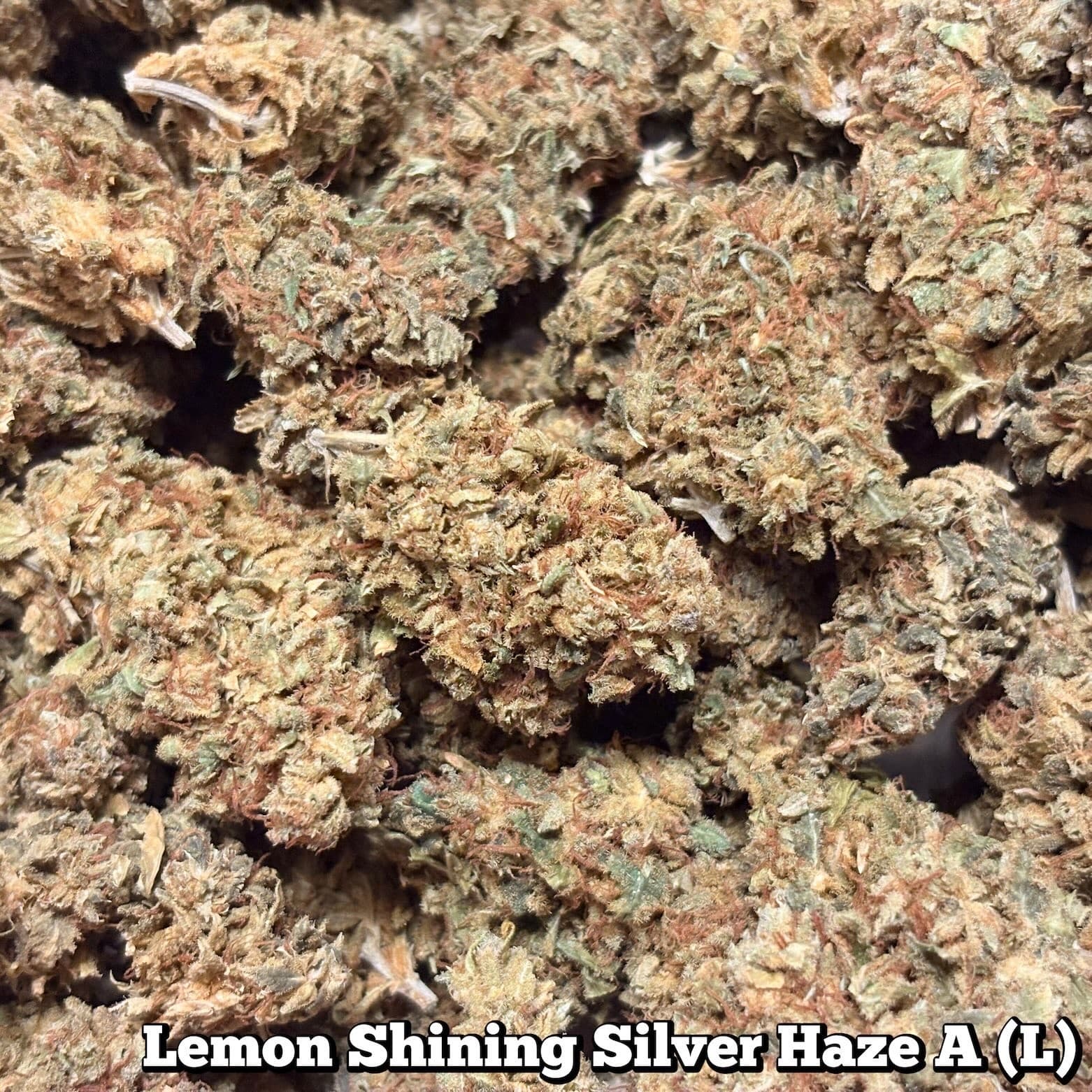 残48g…🥦Lemon Shining Silver Haze A（Lサイズ）