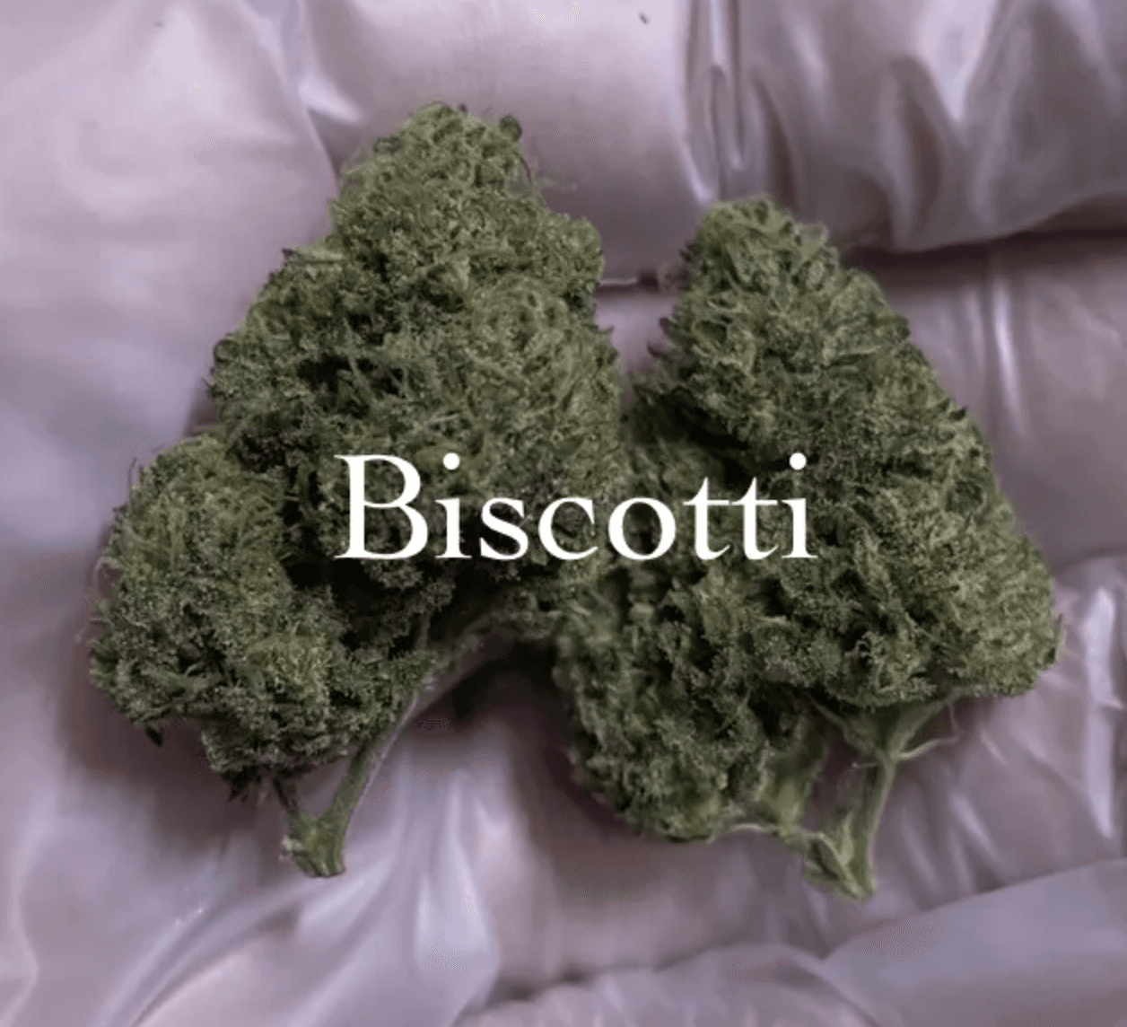 Biscott【新規農家A-Farm】