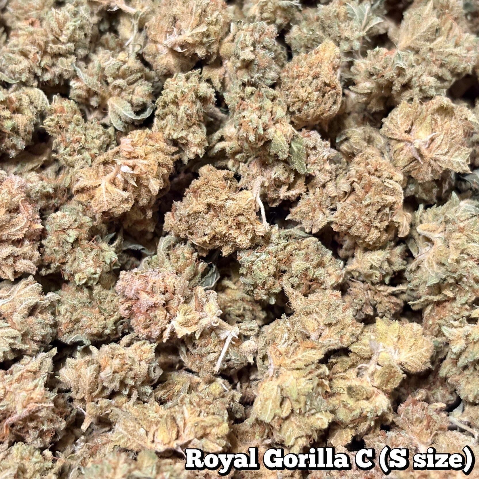 🥦Royal Gorilla C（Sサイズ）