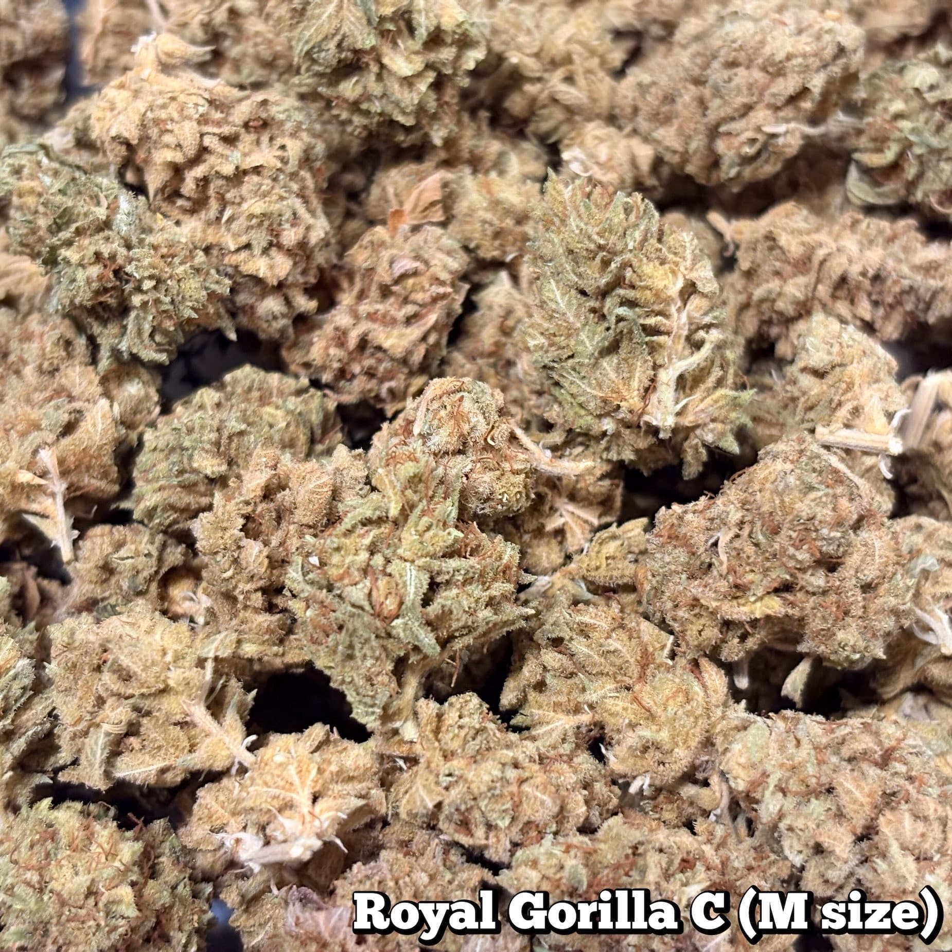 残24g…🥦Royal Gorilla C（Mサイズ）