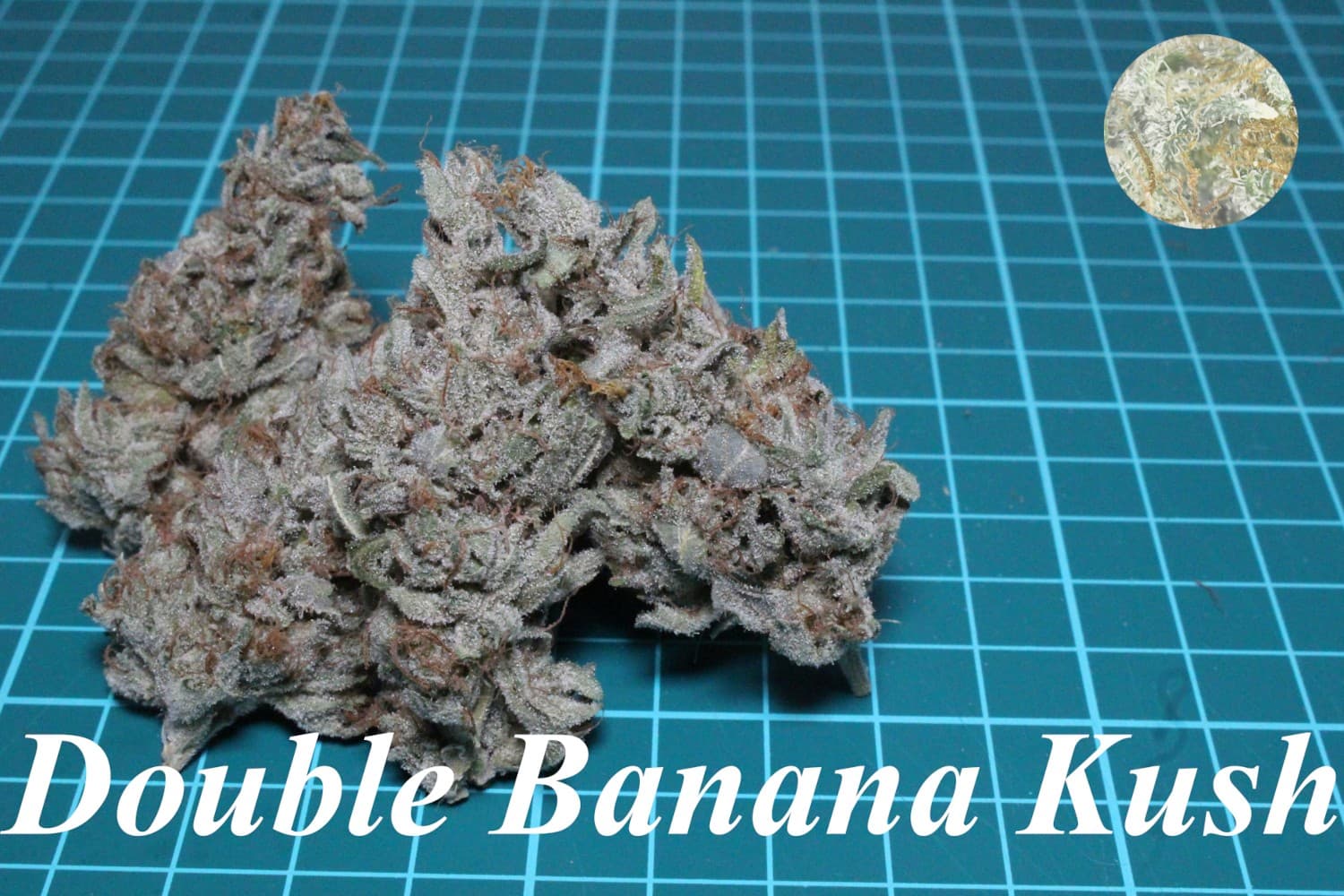 Double Banana Kush