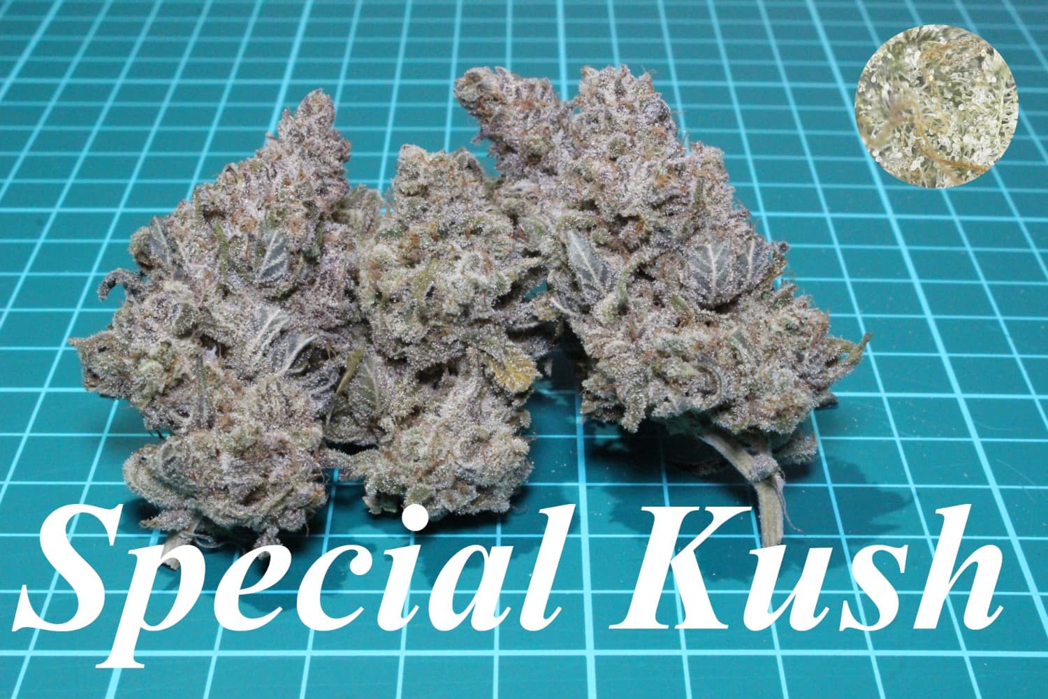 Special Kush