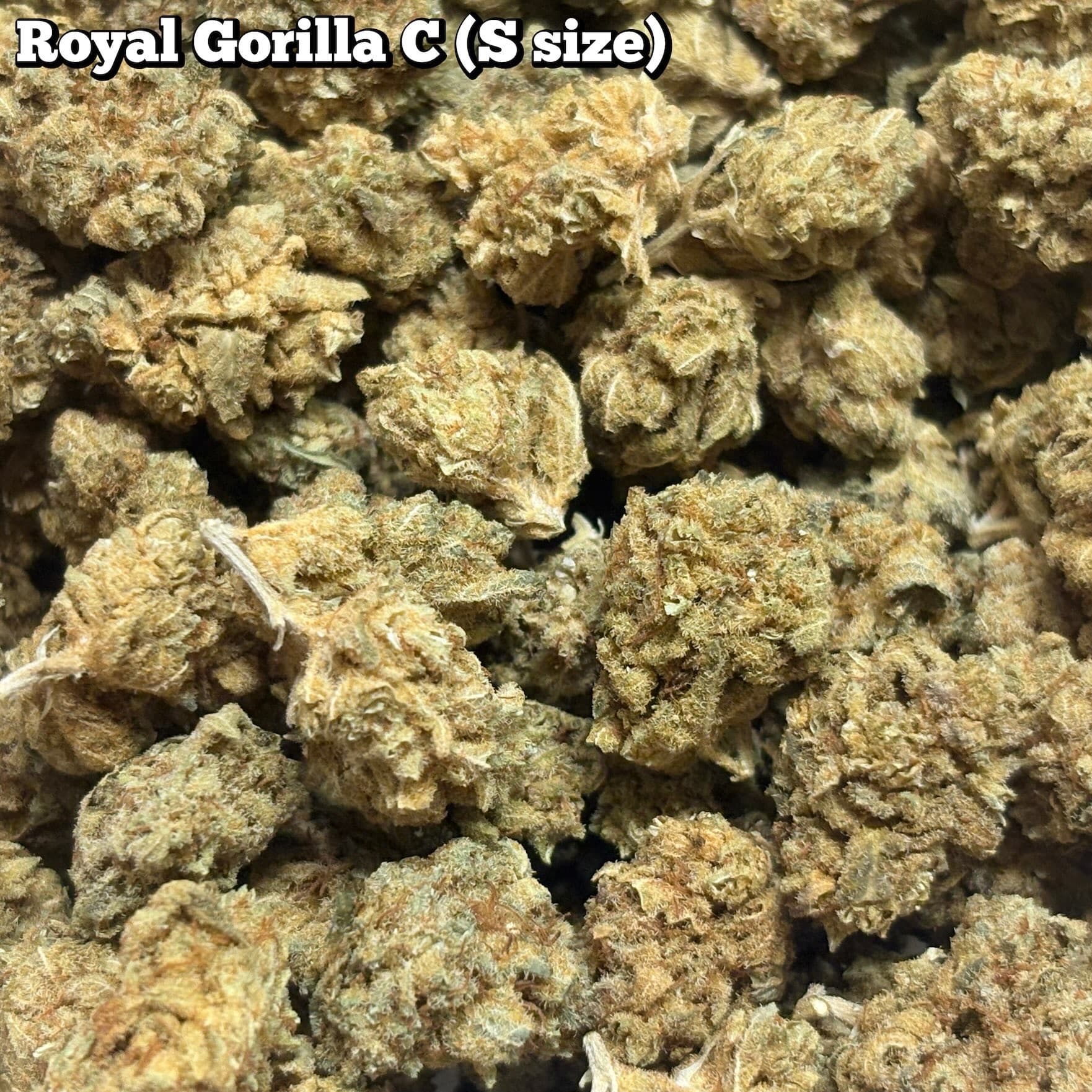 残2g…🥦Royal Gorilla C（Sサイズ）