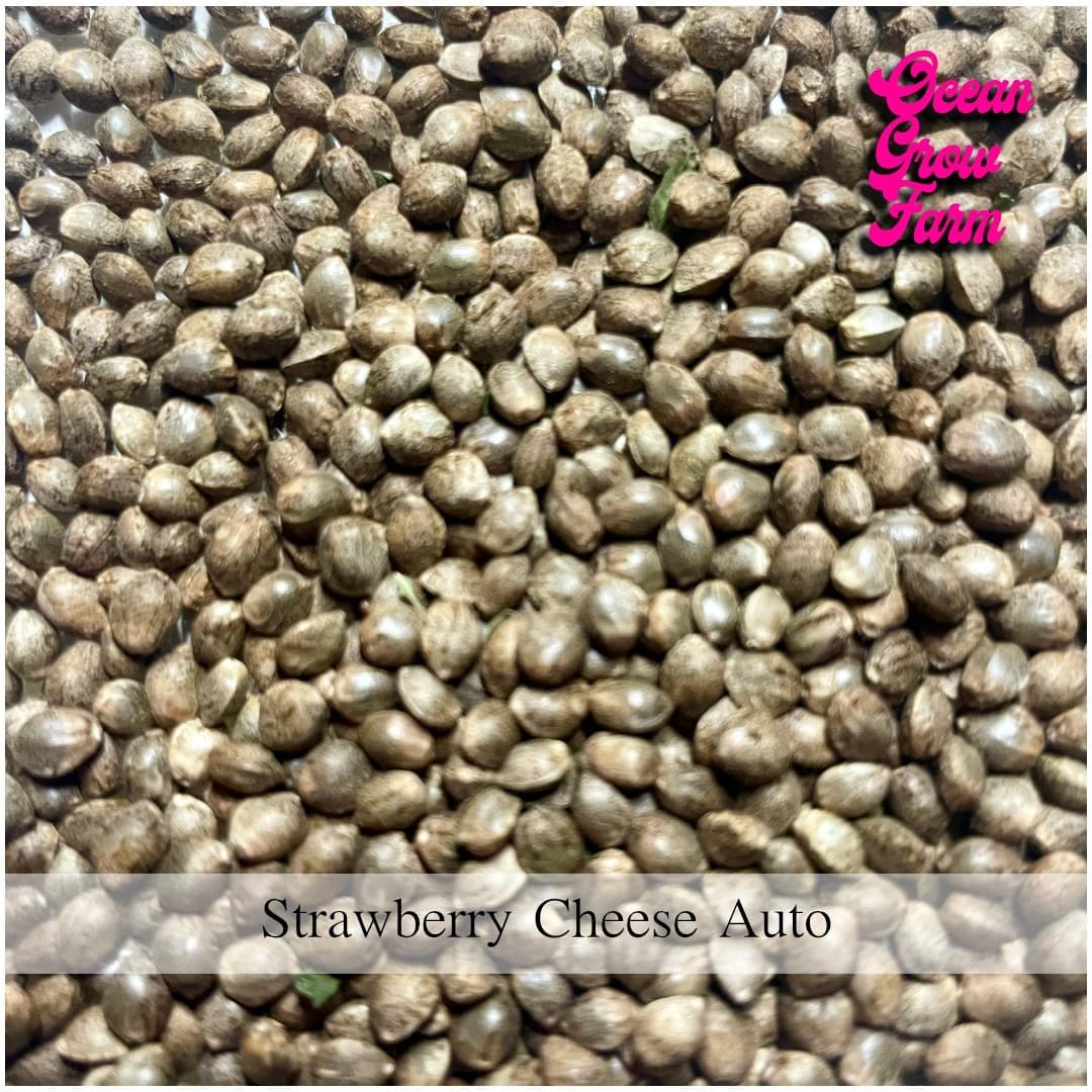 【種】Strawberry Cheese Autoflower (20粒)