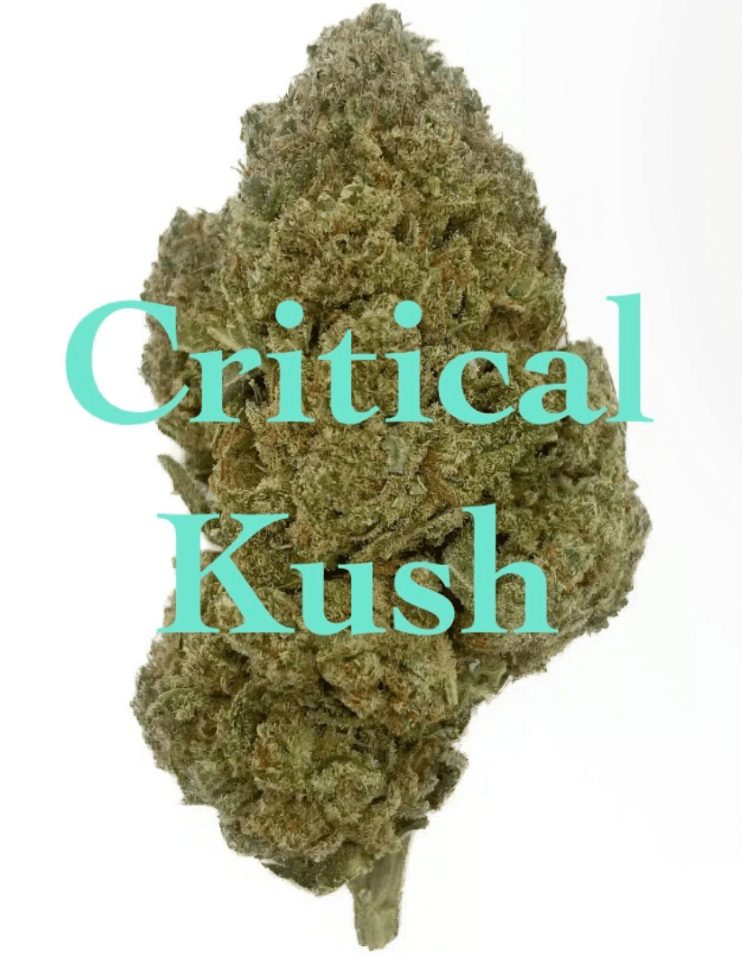 まかないバッズCritical Kush 1セット10gパック【新規農家A-Farm】