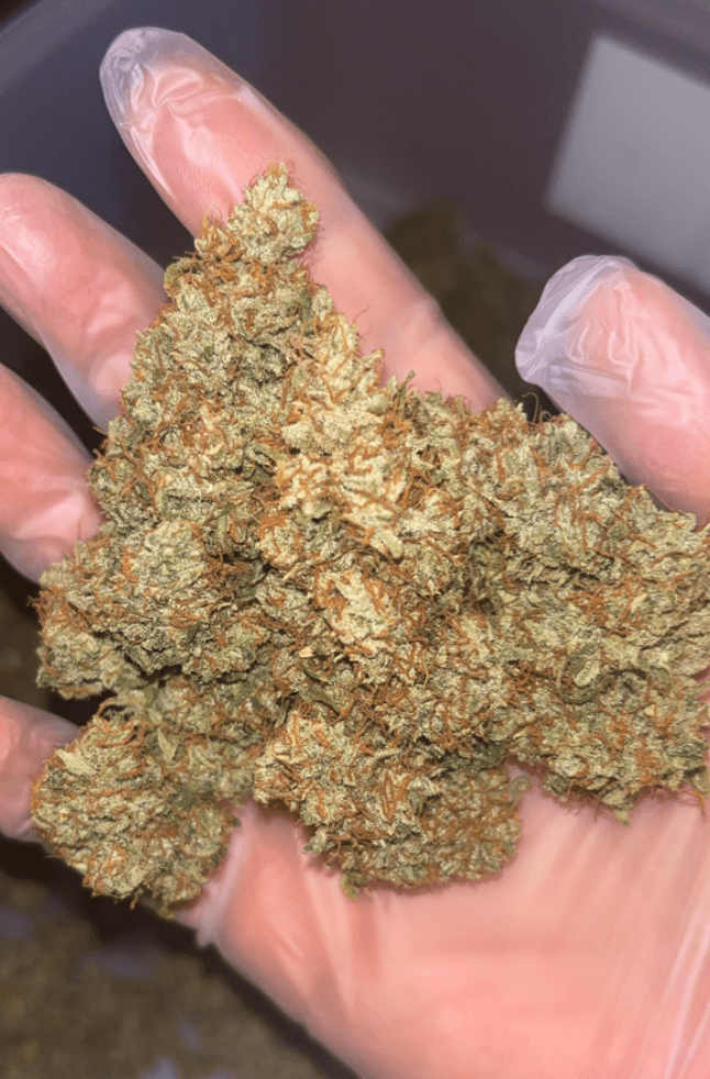サワーディーゼル【新規農家MONK WEED】
